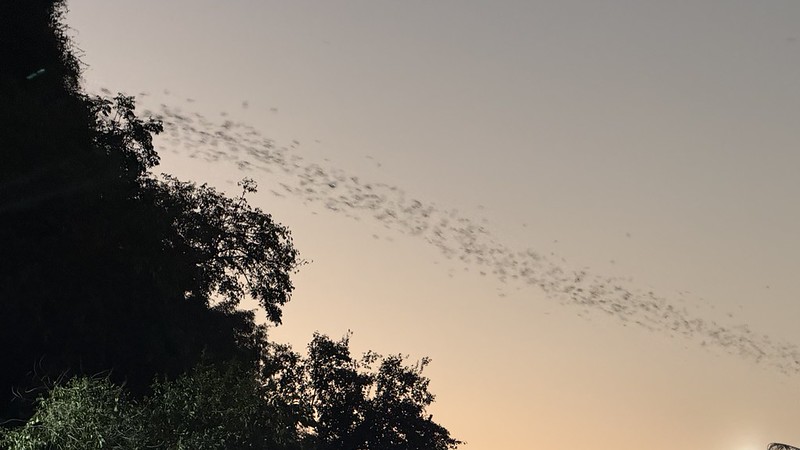 Millions of tiny bats flying out of a cave