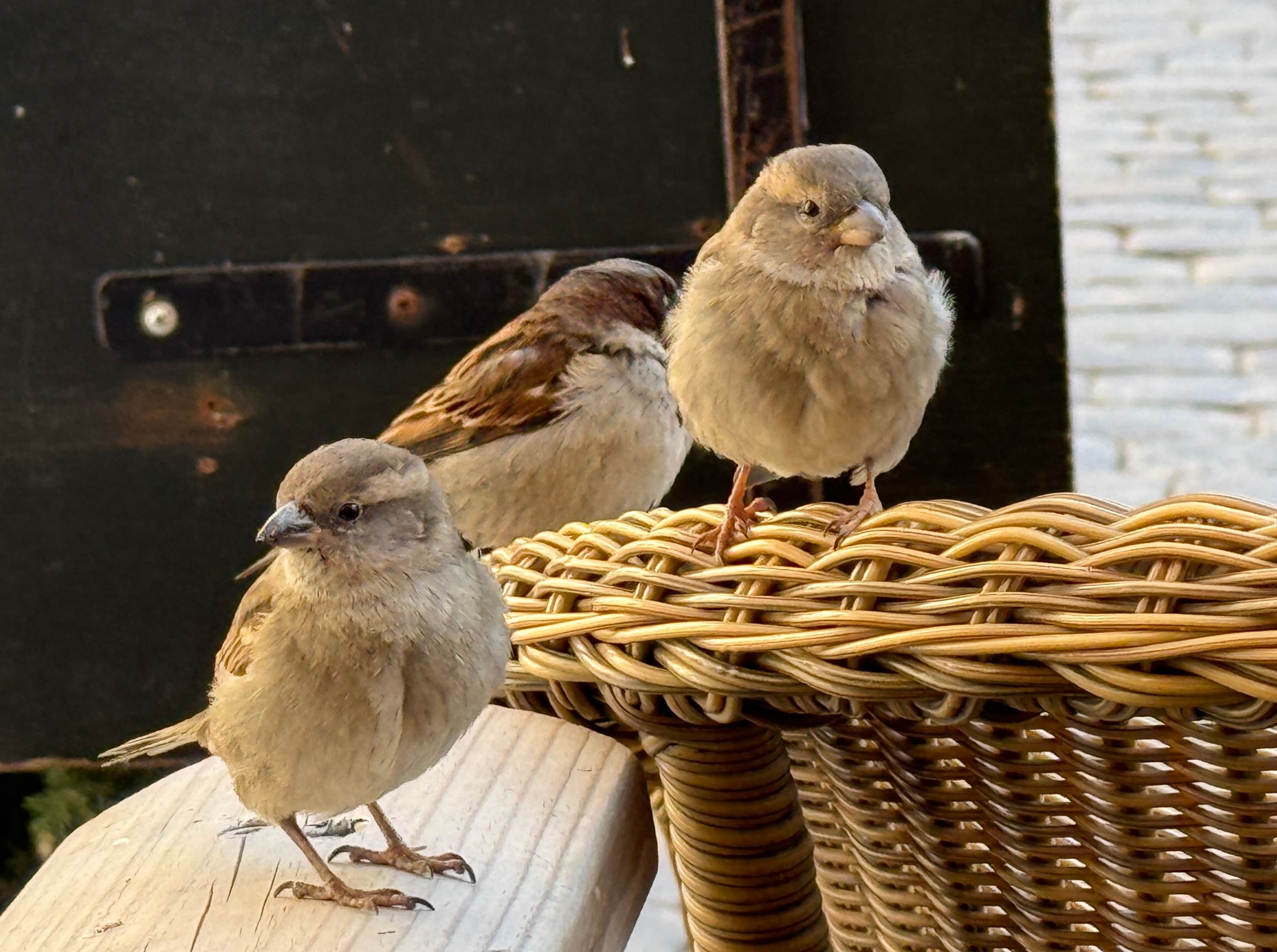 A gang of sparrows sat awaiting food on the back of a wicker chair